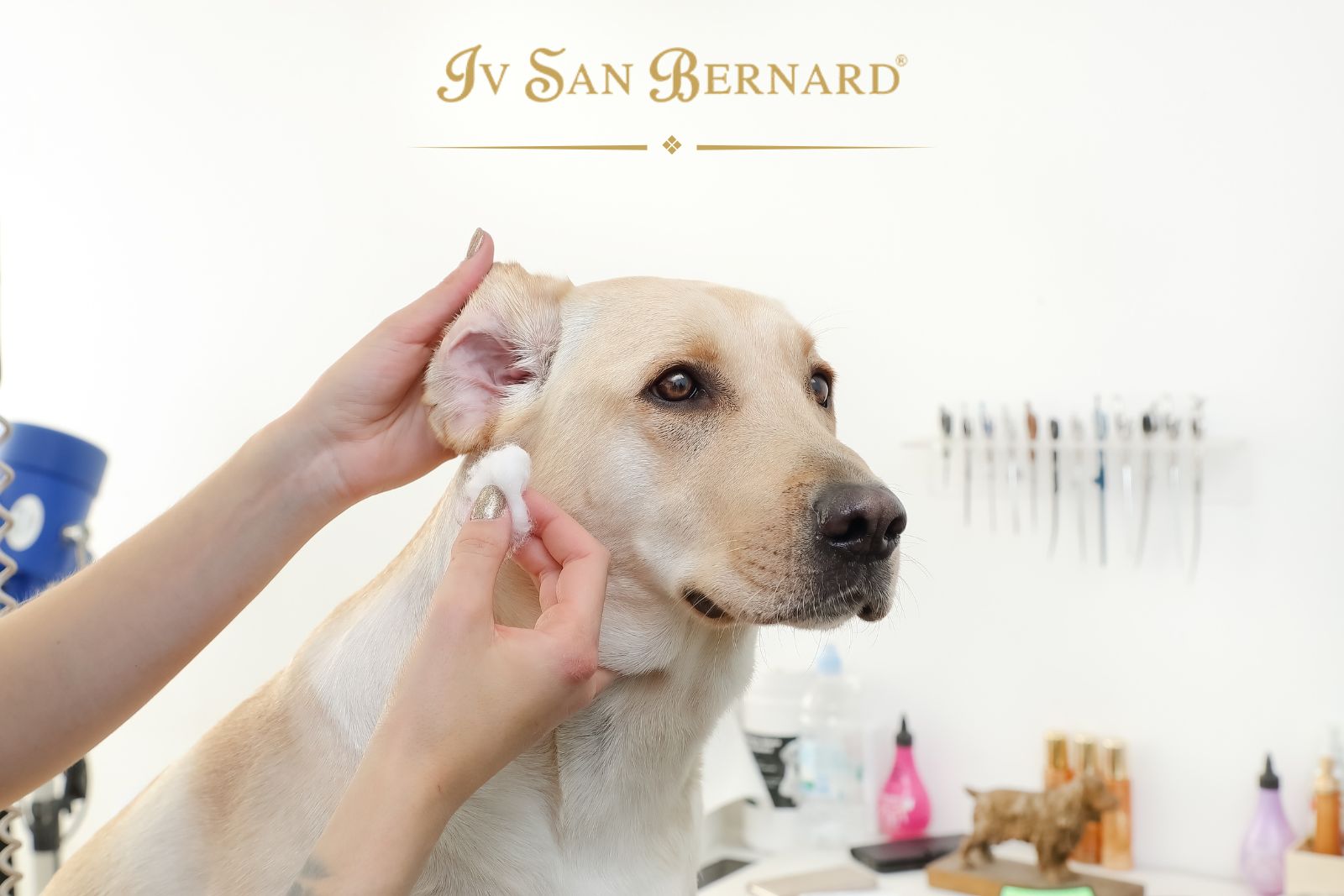 GROOMER ASSISTANT