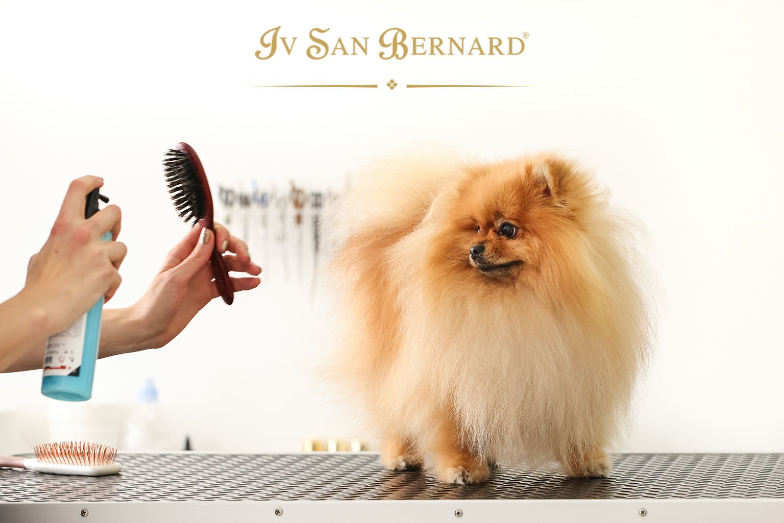 ADVANCED PROFESSIONAL GROOMER